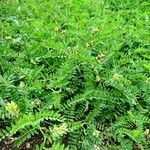 Astragalus alopecurus 形態