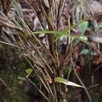 Yushania microphylla Rinde