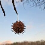 Liquidambar styracifluaGyümölcs