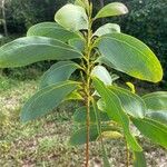 Acacia obliquinervia Leaf