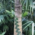 Gaussia gomez-pompae Casca