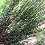 Casuarina cunninghamiana Φύλλο