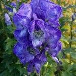 Aconitum napellusFlower