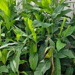 Alpinia galanga Leaf