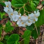 Begonia minorBloem