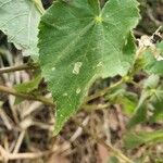 Abutilon mauritianum Folla