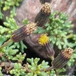 Senecio trifidus Otro