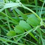 Vicia sativa Frunză
