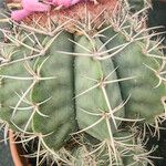 Melocactus matanzanus 葉