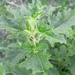 Atriplex tatarica Fulla