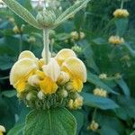 Phlomis fruticosaFloare