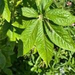 Cleome speciosa Hoja