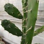 Opuntia dejecta ᱥᱟᱠᱟᱢ