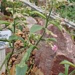 Kalanchoe aromatica Habit