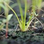 Fimbristylis dichotoma Natur