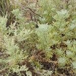 Artemisia thuscula Folio