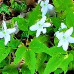 Anemonoides trifolia 花