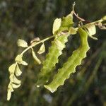 Astragalus pelecinus Frucht