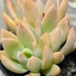 Sedum adolphi List