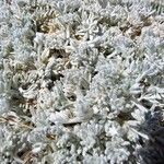 Artemisia pedemontana Leaf