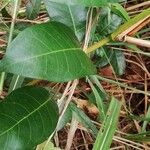 Landolphia camptoloba Leaf