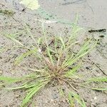 Panicum dichotomiflorum Leaf