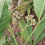 Vitex madiensis Flor