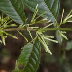 Cestrum microcalyx Ffrwyth