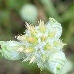 Filago germanica Квітка