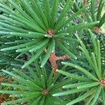 Sciadopitys verticillata Likasa