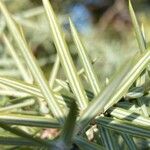 Juniperus oxycedrus Leaf