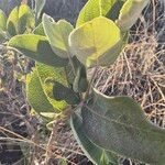 Combretum molle Leaf