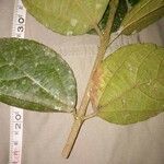 Alchornea cordifolia Лист