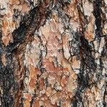 Pinus ponderosa кора