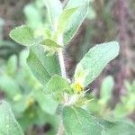 Acanthospermum hispidum Φύλλο