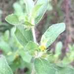 Acanthospermum hispidum Blatt