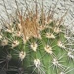 Pachycereus pringlei Leaf