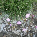 Dianthus subacaulis Habitus