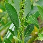 Salix glabra Fruit