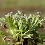 Myosotis sicula Habitus