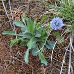 Globularia bisnagarica Habitat