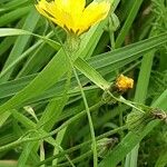 Scorzoneroides autumnalis Flower