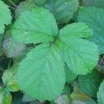 Rubus camptostachys 葉