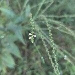Verbena urticifolia Kvet