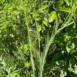 Turritis glabra Hoja