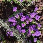 Ageratum houstonianumBlomst