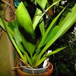 Oncidium crocidipterum Hoja