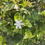 Jasminum multiflorum Flor