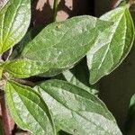 Parietaria judaicaLeaf