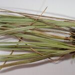 Carex esenbeckii Lehti